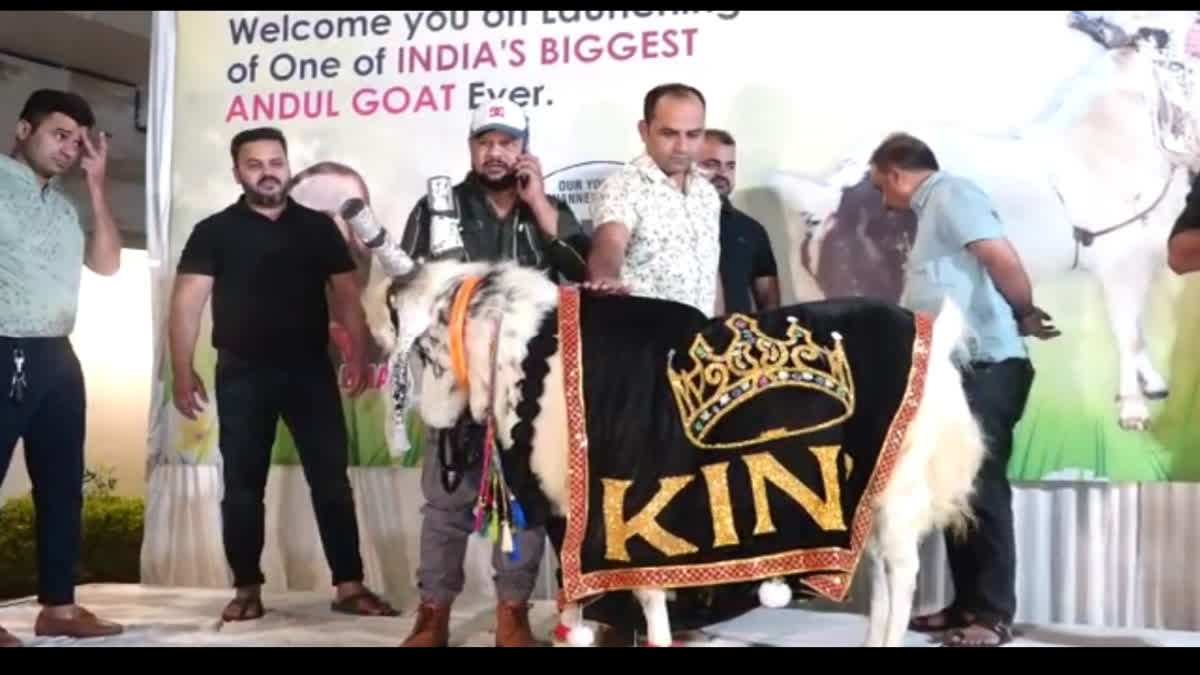 Bhopal goat of 176 kg sold for 12 lakhs for Eid-al-Adha