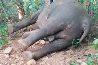 elephant electrocuted death case