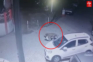leopard entering a residence in Coonoor and biting a dog and dragging it away CCTV footage