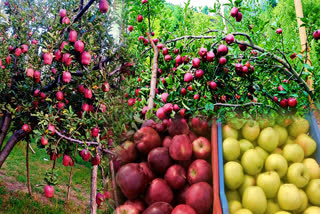 Apple Season in Himachal Delay due to Rain.