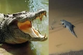 crocodile found in Shivpuri