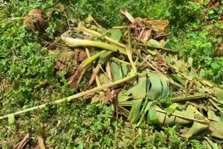 Wild Elephant Attack  idukki kanchiyar  idukki kanchiyar elephant attack  elephant attack in idukki kanchiyar  കാഞ്ചിയാർ  മോഴയാന  കാഞ്ചിയാർ പേഴുംകണ്ടത്ത് കാട്ടാന  ജനവാസ മേഖലയിൽ കാട്ടാന