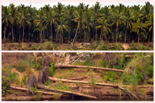 Coconut Trees Fall Down : ఎటు వెళ్లినా ప్రకృతి అందాలు.. మనస్సుకు హత్తుకునే గోదావరి వంపు సొంపులు ఇది గోదావరి జిల్లాల ప్రత్యేకత.. కానీ కొందరు చేసే అక్రమ తవ్వకాలకు ప్రకృతి విచ్ఛిన్నం అయిపోతోంది. అన్నదాత తీరని గుండెకోత, నష్టాలను మిగులుతున్నాయి. గోదావరి తీరంలోని ఇష్టారాజ్యంగా చేపడుతున్న ఇసుక, మట్టి తవ్వకాలతో నది గమనం మారుతోంది. పశ్చిమ గోదావరి జిల్లా ఎలమంచిలి మండలం బూరుగుపల్లిలోని మర్రిలంకలో కొబ్బరి తోటలు కరిగిపోతున్నాయి. ఈ లంకకు ఇరు వైపులా గోదావరి పాయలుగా ప్రవహస్తుండడంతో భూములు కోతకు గురవుతున్నాయి. అదే విధంగా ఆచంట మండలం కోడేరు సమీపంలోని లంకల్లోనూ కొబ్బరితోటలు కోతకు గురయ్యాయి. గత సంవత్సరం వరద ప్రవాహానికి కొబ్బరి చెట్లు కొట్టుకుపోగా మరికొన్ని నేలమట్టమయ్యాయి. లంకల్లో ప్రాణ ప్రదంగా పెంచుకున్న కొబ్బరి తోటలతో పాటు ఇతరత్రా పంటలు గోదావరిలో కలిసిపోతున్నాయని రైతులు ఆవేదన వ్యక్తం చేస్తున్నారు. ప్రతి సంవత్సరం వరద ఉధృతికి నష్టపోతున్నా అధికారులు మోరపెట్టుకుంటున్న, వారు మాత్రం రక్షణ చర్యలు చేపట్టడం లేదని రైతులు ఆందోళన చెందుతున్నారు. గోదావరి తీరానికి వెళ్లిన పర్యాటకులు సైతం ఆవేదన వ్యక్తం చేస్తున్నారు.