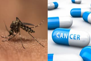 Cancer Drugs For Malaria