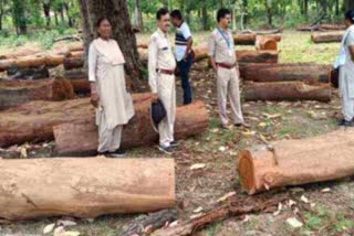 Wood Smuggling In Bilaspur