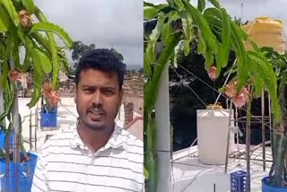 a-young-man-who-grew-a-profitable-dragon-fruit-on-upstairs-in-shanivarasante