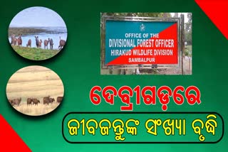 ଦେବ୍ରୀଗଡ଼ ଅଭୟାରଣ୍ୟରେ  ଜୀବଜନ୍ତୁଙ୍କ ସଂଖ୍ୟା ବୃଦ୍ଧି