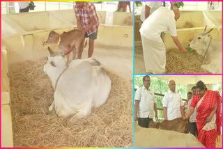 Calf birth by surrogacy