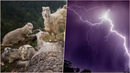 Goats Died due to lightning