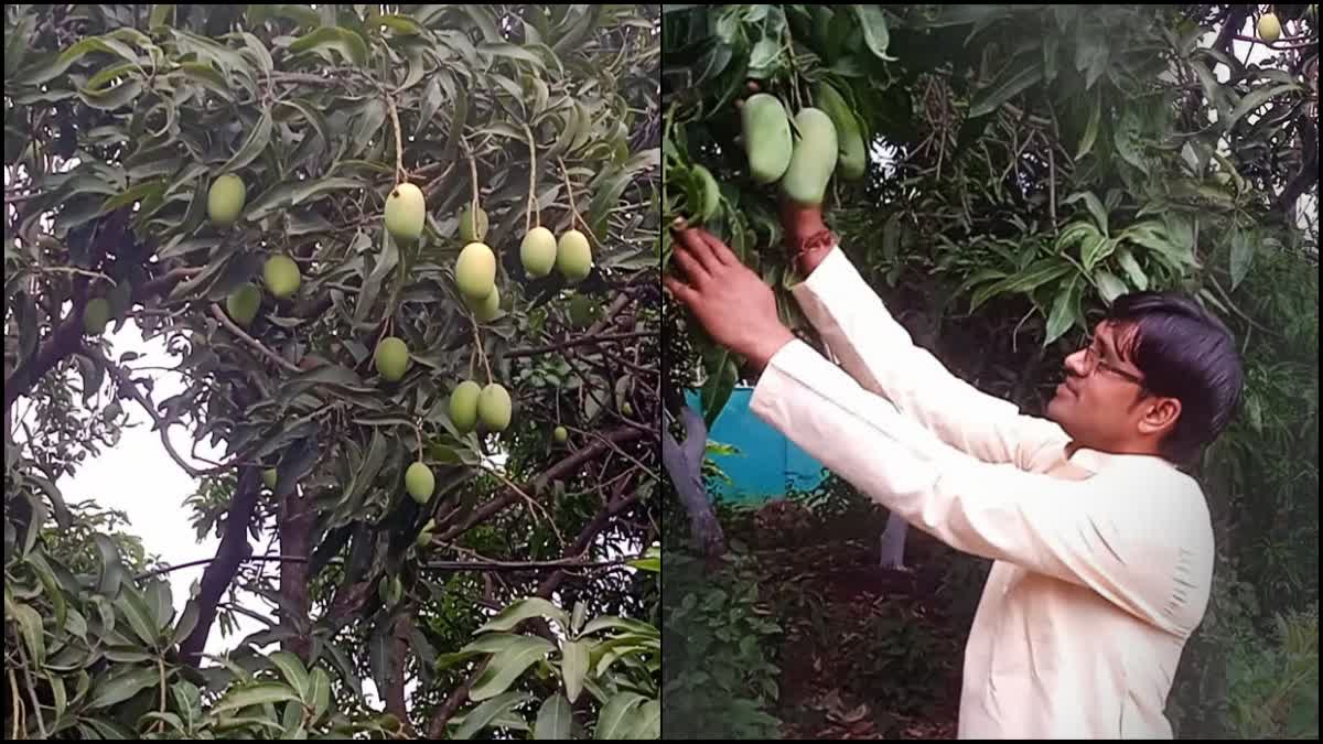 Young farmer grows 400 mango trees of 32 varieties in 4 acres land in Madhya Pradesh