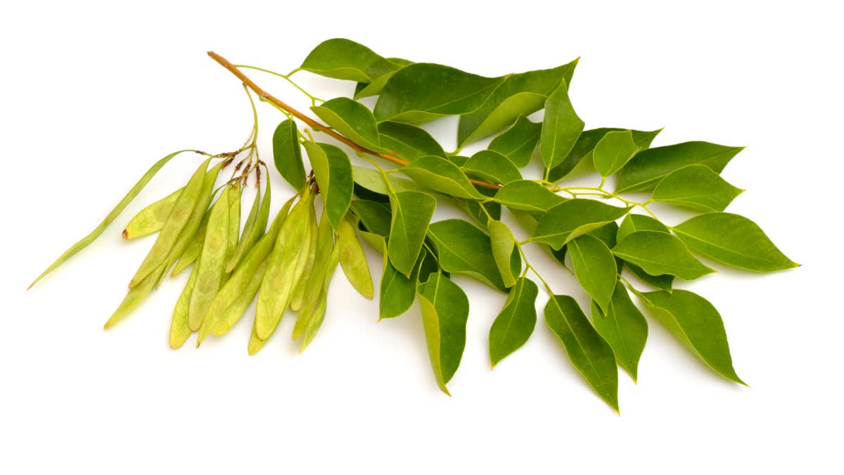 Benefits Of Sheesham Leaves