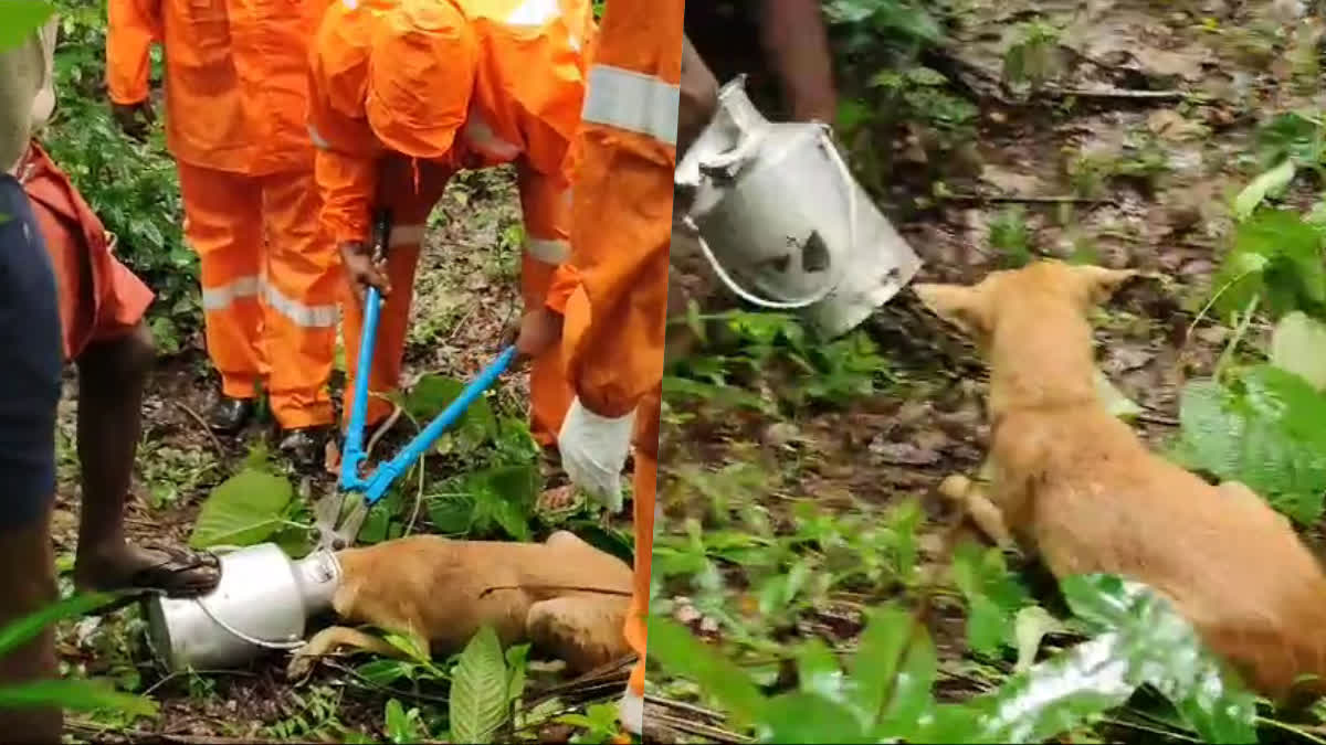 DOGS HEAD STUCK IN BOWL  നായയുടെ തല പാത്രത്തിൽ കുടുങ്ങി  നായയെ രക്ഷിച്ച് ഫയർ ഫോഴ്‌സ്  FIRE FORCE RESCUING DOG VIDEO