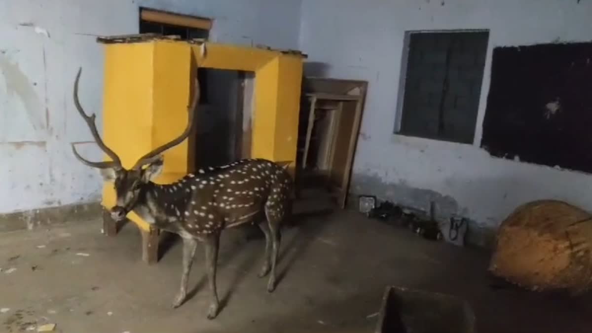 DEER REACHED IN RESIDENTIAL AREA