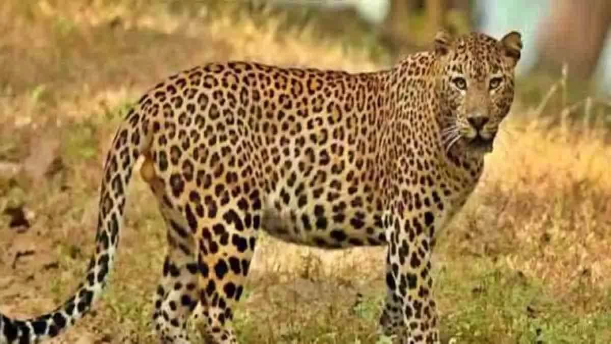 Leopard Attacked and Killed Women in Nandyal District