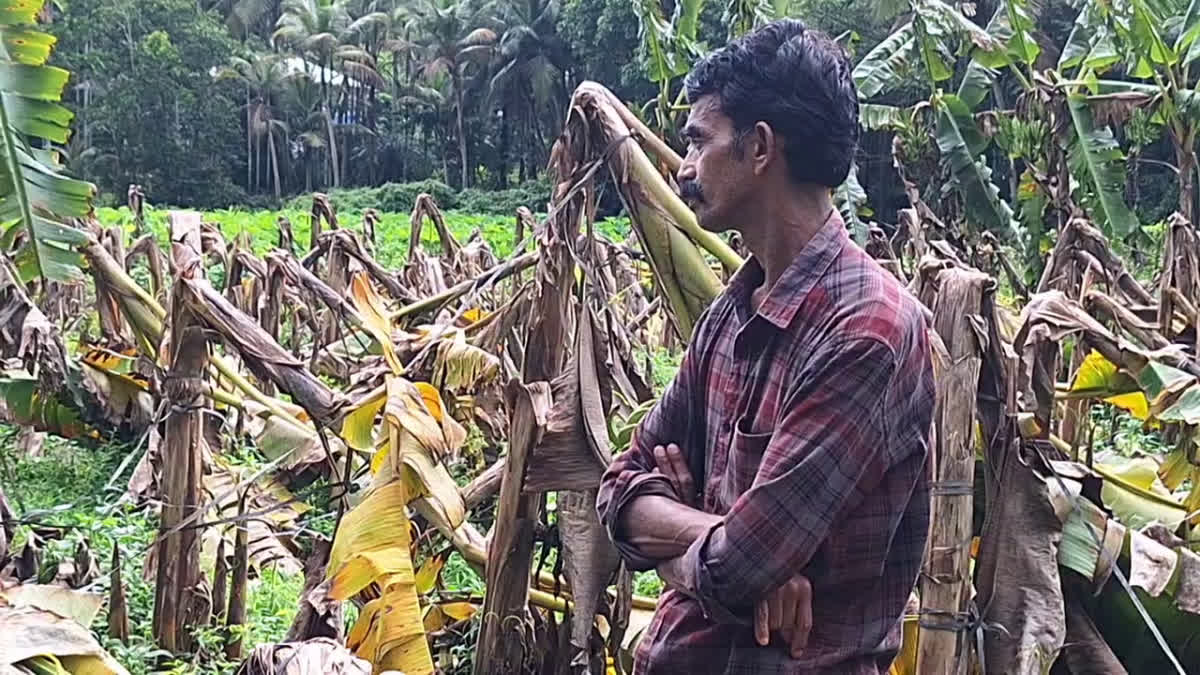 CROP DAMGED DUE TO WIND AND RAIN  BANANA CROP DAMAGED  WIND AND RAIN IN KOZHIKODE  കാറ്റിലും മഴയിലും വാഴ കൃഷി നാശം