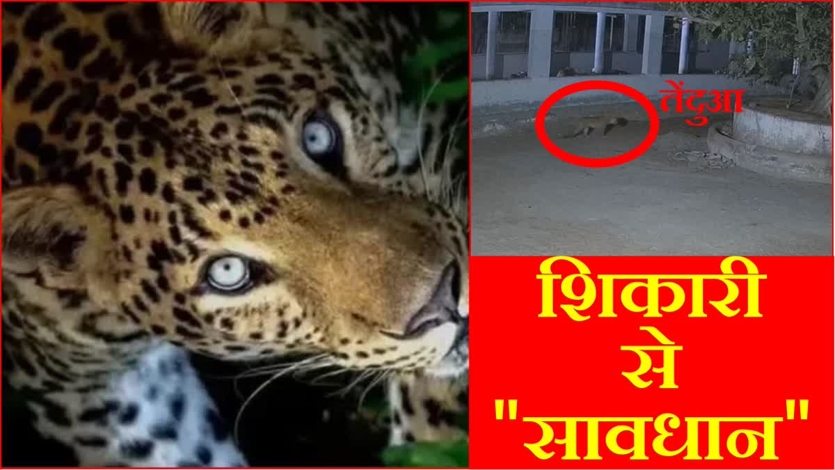 Terror of leopards in Gurugram of Haryana seen in CCTV of cow shed in Tikli village