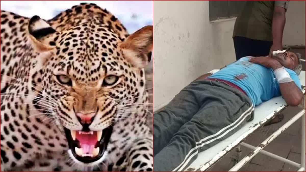 Leopard attack in Nahan