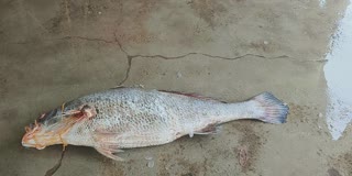 Telia Bhola fish
