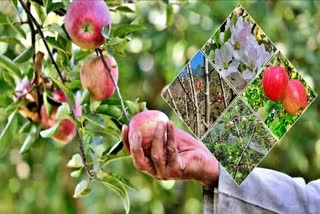 Apple Production in Himachal