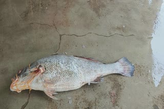 Telia Bhola fish