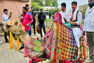 Lone MP Representing Bharat Adivasi Party, Rajkumar Roat Rides Camel to Parliament