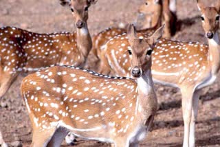 Eating Deer Meat in Buxa