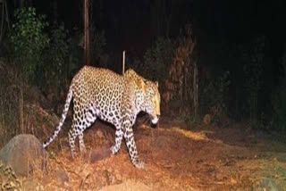 Panic prevailed among the villagers when they spotted panthers and cubs under the Mehndipur Balaji Police Station area of ​​the district on Tuesday morning.