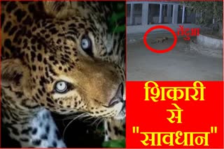 Terror of leopards in Gurugram of Haryana seen in CCTV of cow shed in Tikli village