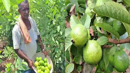 Guava fruit