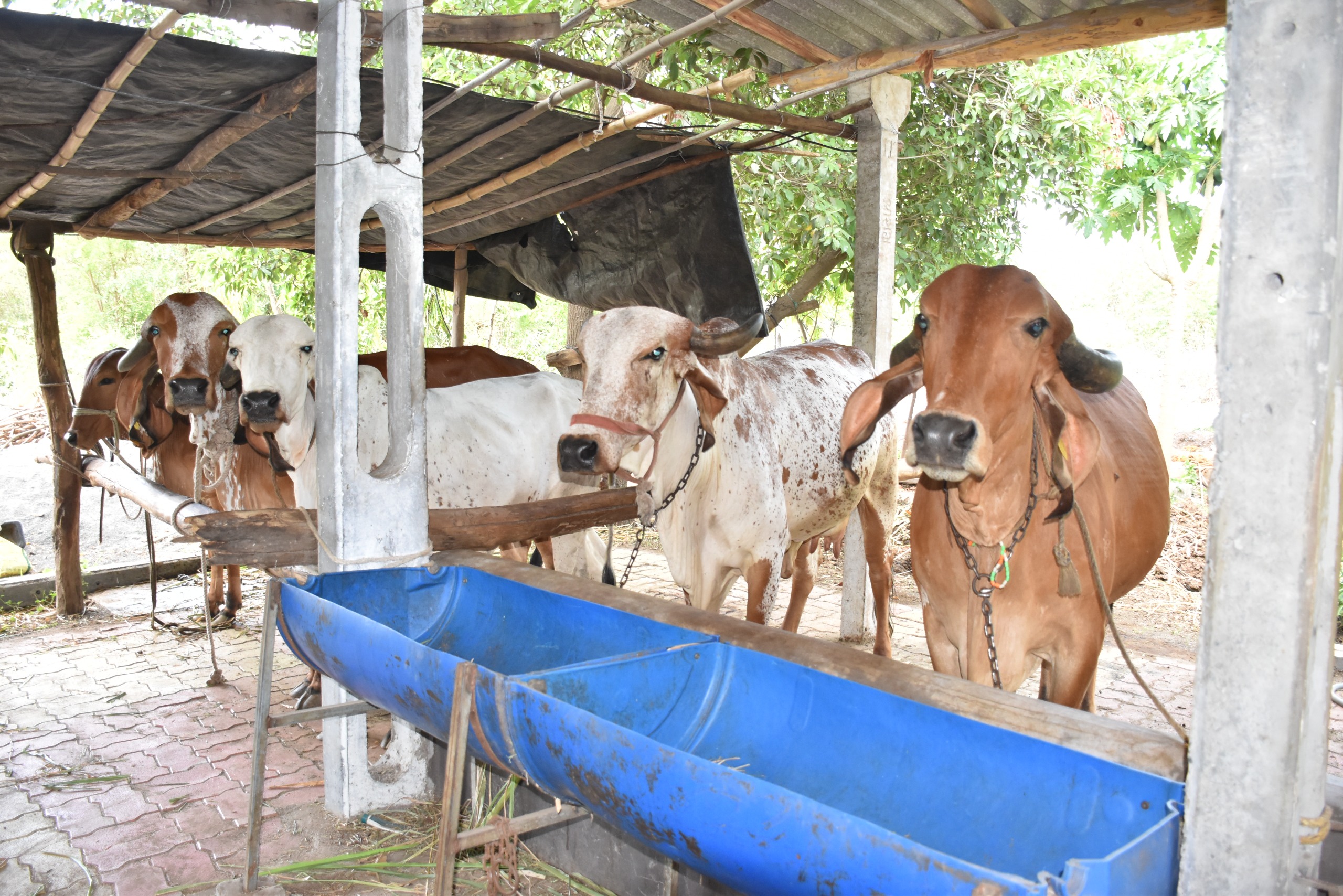 પશુપાલનને અપનાવ્યા