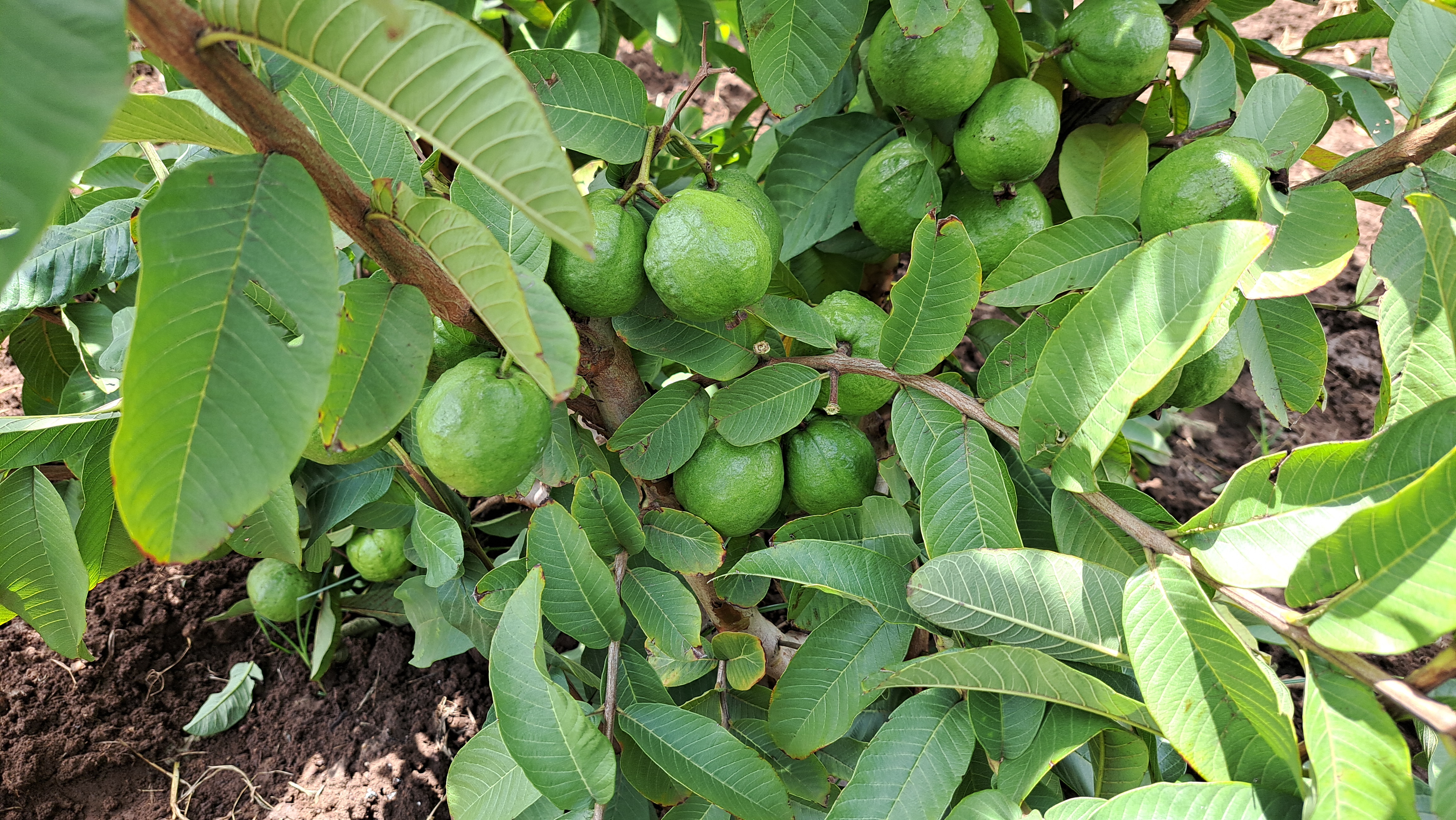 Guava fruit