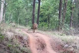 TIGER AGGRESSIVE IN NARMADAPURAM