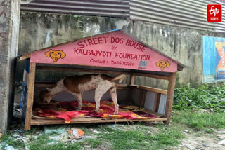 Kalpajyoti Foundation has prepared a shelter for street dogs in Dhubri