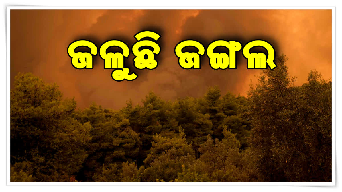 ଜଙ୍ଗଲରେ ଭୟଙ୍କର ନିଆଁ