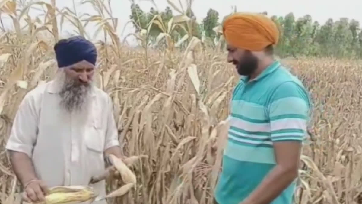 Maize farming done on 10 acres of land on contract after selling the truck was destroyed by the flood