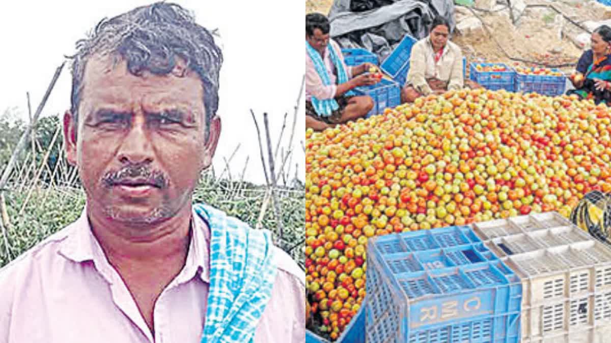 Sahoo Tamato A bundle of profits Income of Rs 3 crores in a month Chittoor farmer cultivated 22 acres  Chittoor farmer cultivated 22 acres  Sahoo Tamato  Tomato Price Hike  തക്കാളി വില  തക്കാളി വിറ്റ് കോടീശ്വരനായി  തക്കാളി കൃഷി  ചിറ്റൂർ  ആന്ധ്രപ്രദേശ്  Sahoo Tomato bread  Chittoor farmer