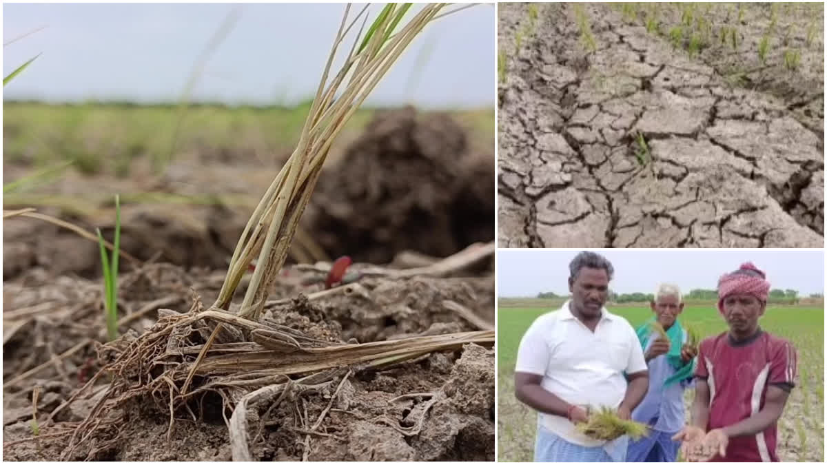 AGRI CROP DAMAGE