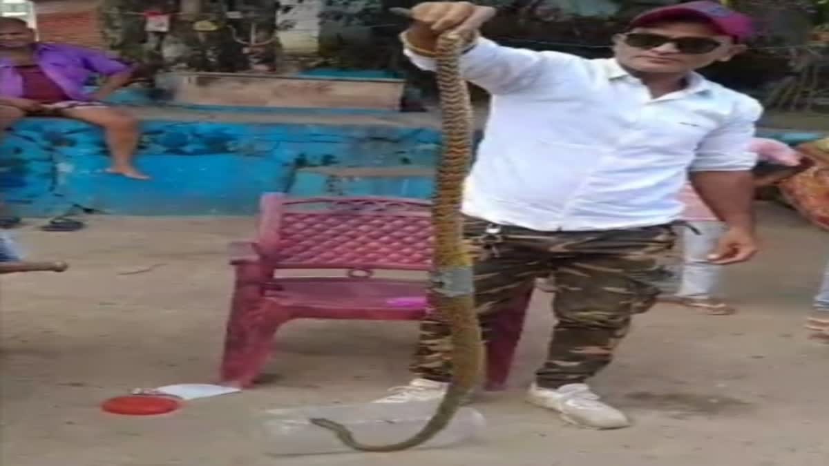 Indian red snake rescue in Vidisha