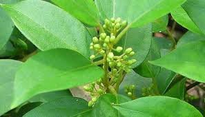 Ayurvedic Herbs For Blood Sugar