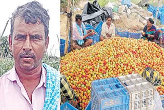 sahoo-tamato-dot-dot-dot-a-bundle-of-profits-dot-dot-dot-income-of-rs-3-crores-in-a-month-dot-dot-dot-chittoor-farmer-cultivated-22-acres