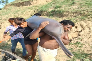 The Kaushambhi police have arrested one fisherman after a video of a Gangetic dolphin being caught and carried away went viral on social media. The group of fishermen caught and killed a Gangetic dolphin, weighing around one quintal, that strayed into the Yamuna on the banks of Nasirpur village under Pipri police station of Uttar Pradesh's Kaushambhi district.