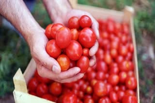 again increase tomato price