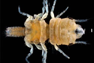 Study discovers new isopod species in Florida Keys