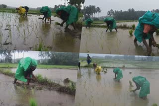 Rice Cultivation in Kerala paddy fields rain