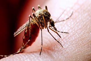 Dengue in Kolkata