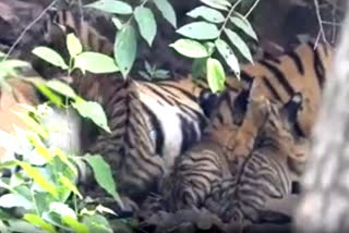 Tigress T 84 seen with 3 cubs in Ranthambore National Park