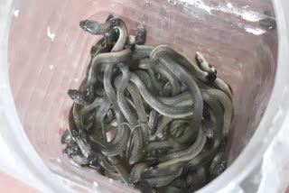 Snake Recovered