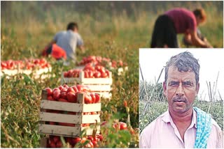 Farmer earned 3 crores from tomato cultivation