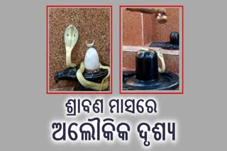 Cobra found on Shiv Ling