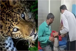 leopard attack in chamarajanagara